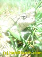 /home//u458753944/public_html/sourcegallery//Roxborough Toad Detour/2025/2025-03-31/P3311640.JPG